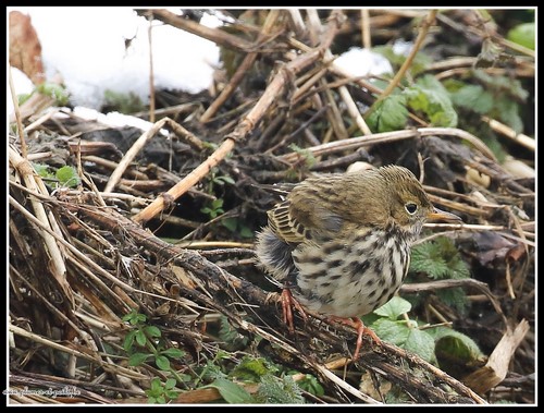 Pipit farlouse